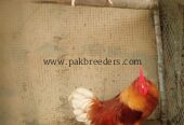 Ghar ka pla best breed ka murga