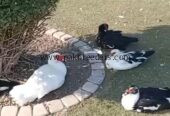 Muscovy Ducks pair slae