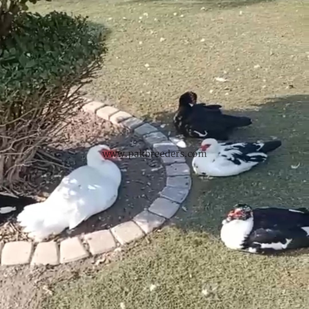 Muscovy Ducks pair slae