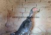 Aseel breeder fimale