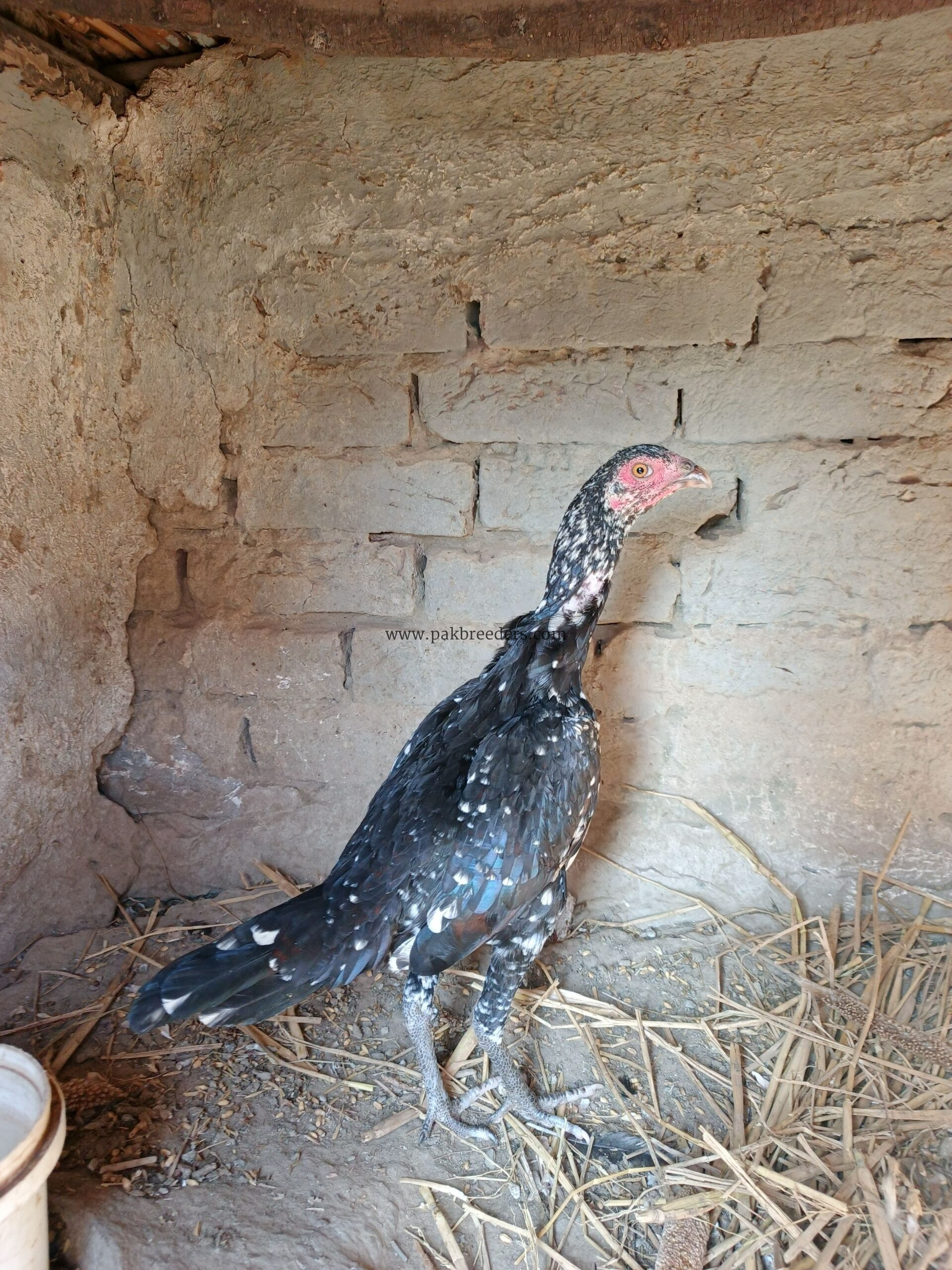 Aseel breeder fimale