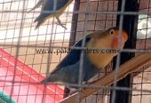 Love bird breeder pairs