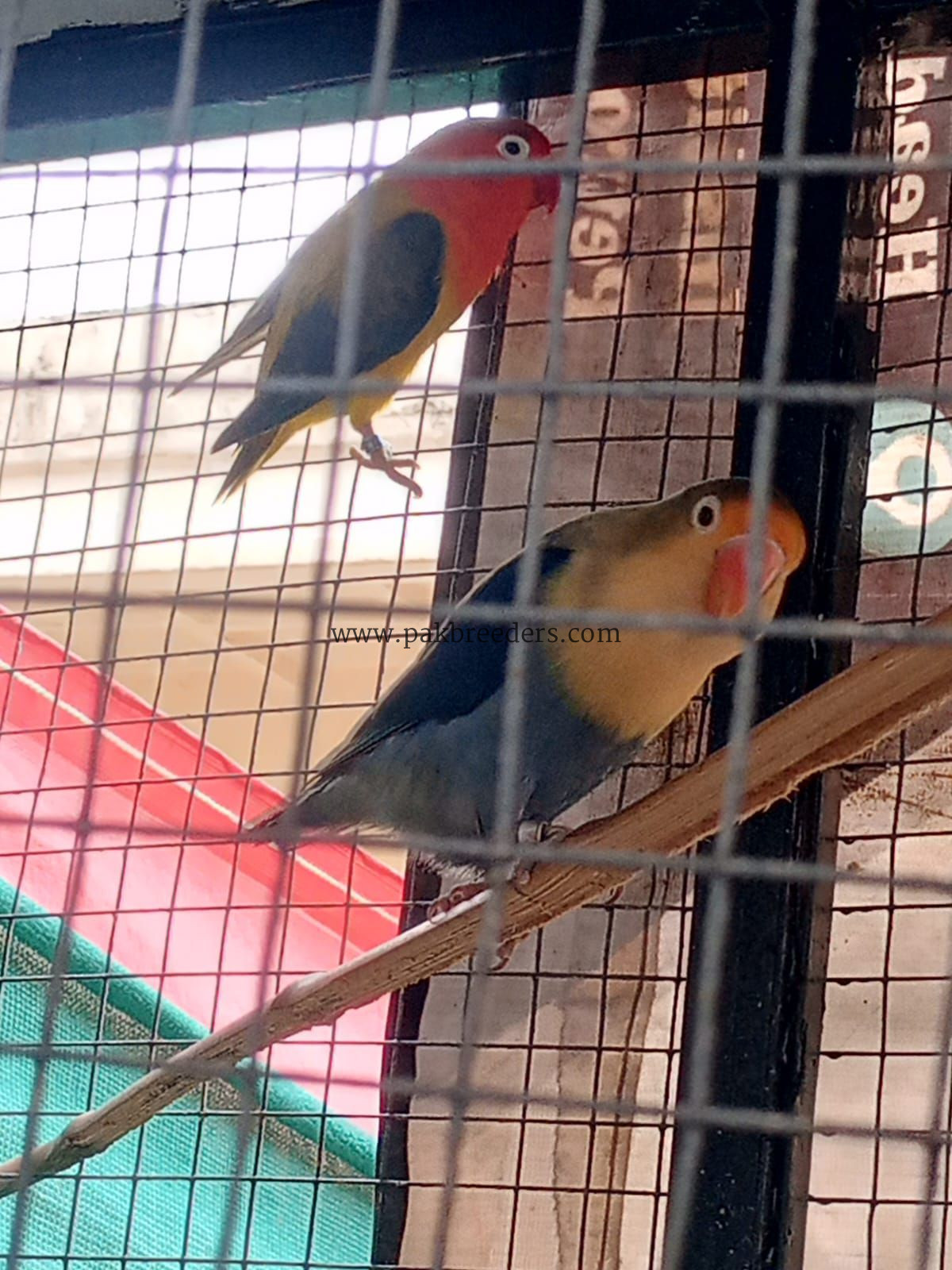 Love bird breeder pairs