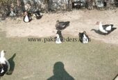 Muscovy Ducks pair slae