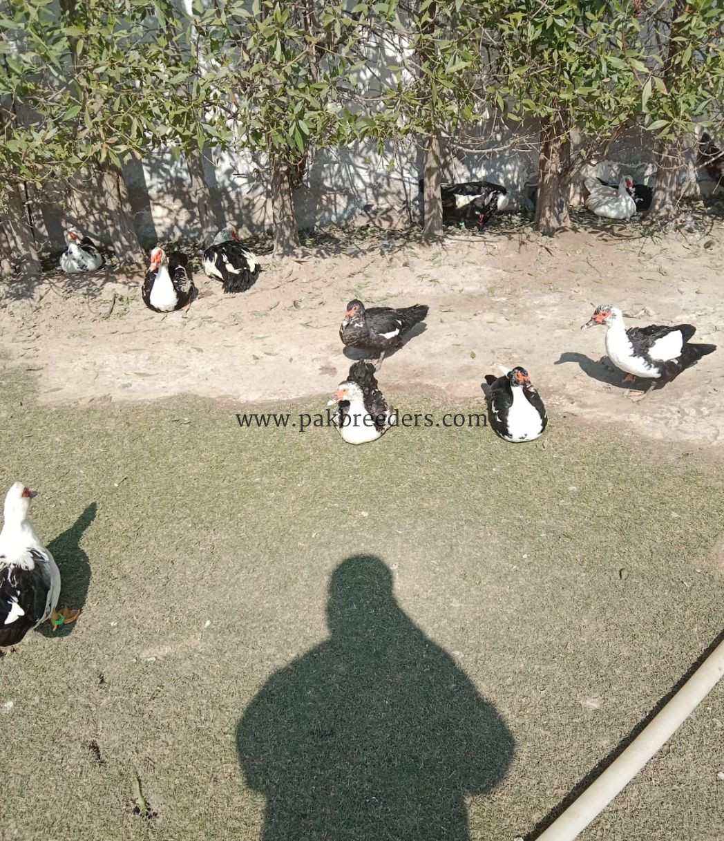 Muscovy Ducks pair slae