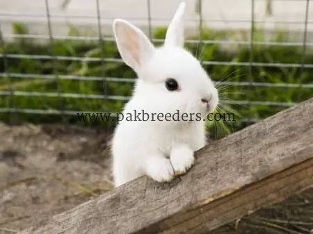 White rabbits bunny for sale in Islamabad