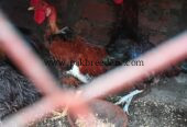 Desi murge 3 healthy and active