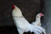 Aseel Heera pair for sale