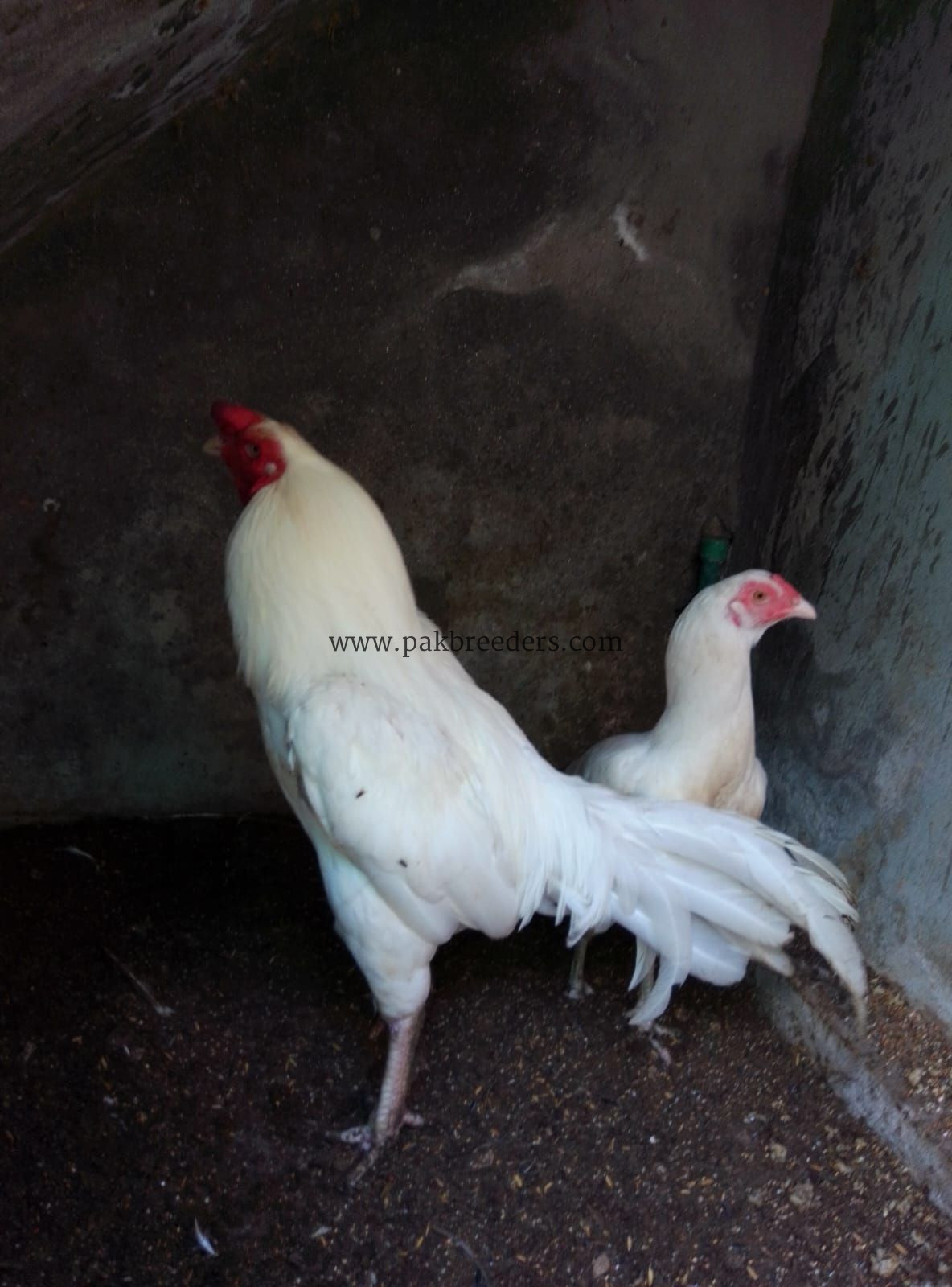 Aseel Heera pair for sale