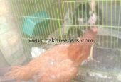 Best breeder seal hen contact number 03266809903