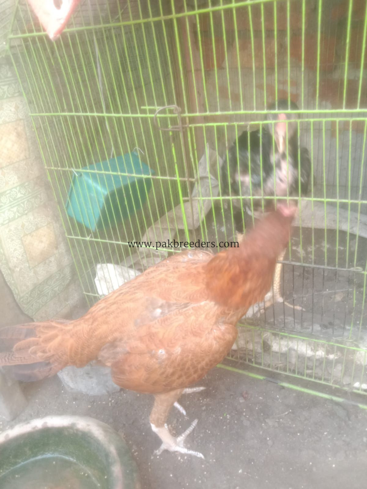 Best breeder seal hen contact number 03266809903
