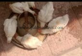15 male hens for sale ha