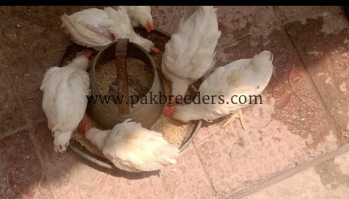 15 male hens for sale ha