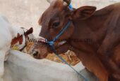 Cow for sale Location