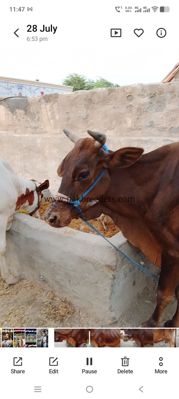 Cow for sale Location