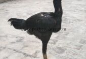Pure thai patha age 5 month