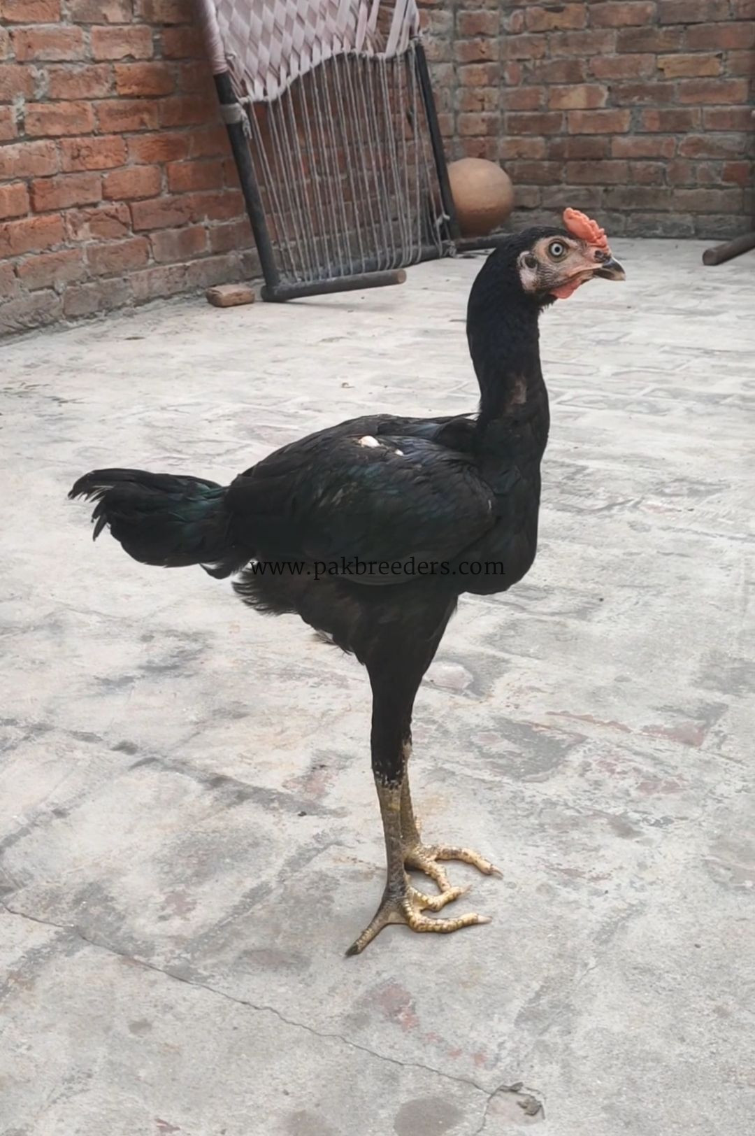 Pure thai patha age 5 month