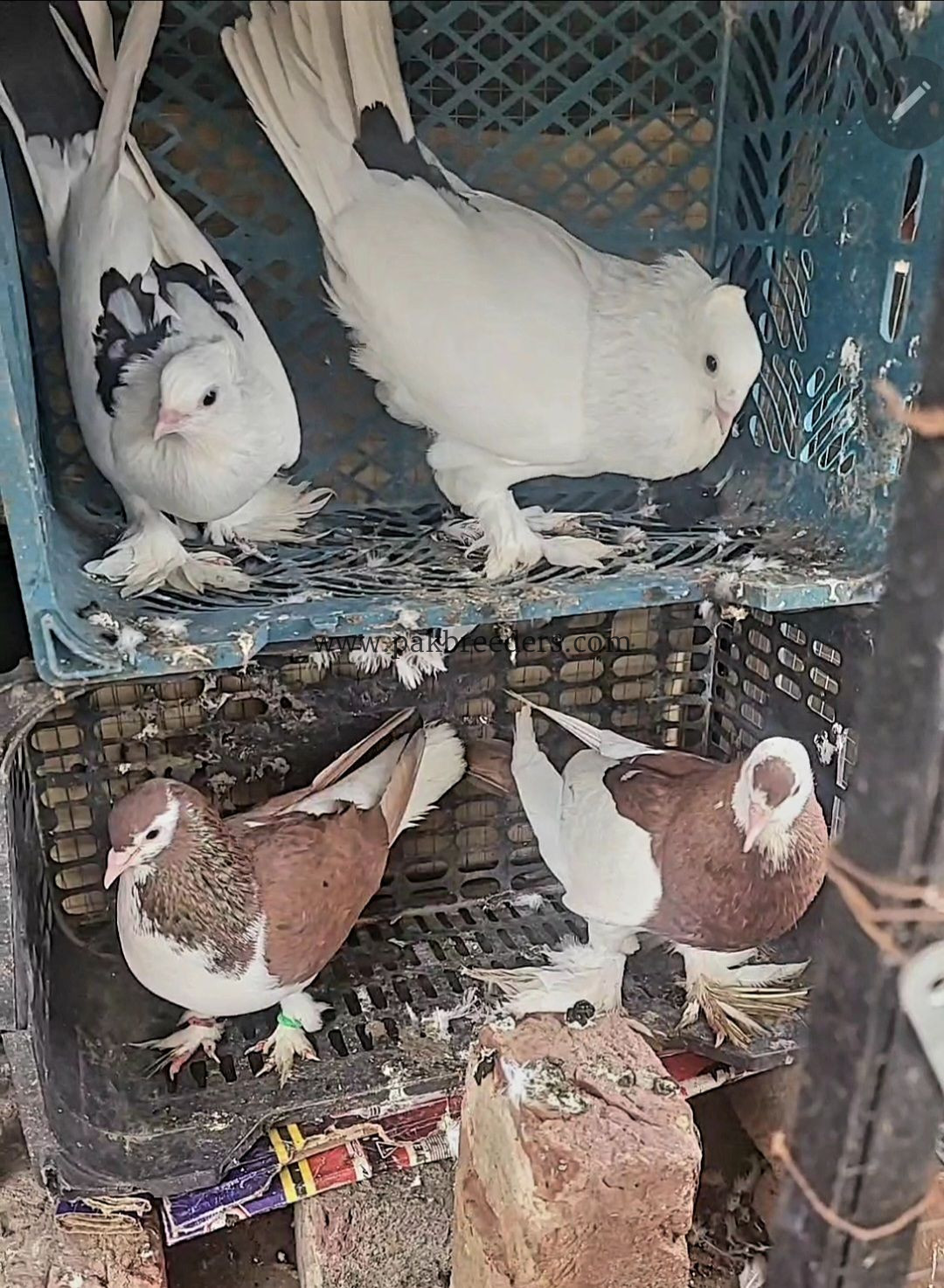 Fancy pigeon Available