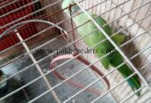 Ring neck breeder male for sale urgent contact 03156674244