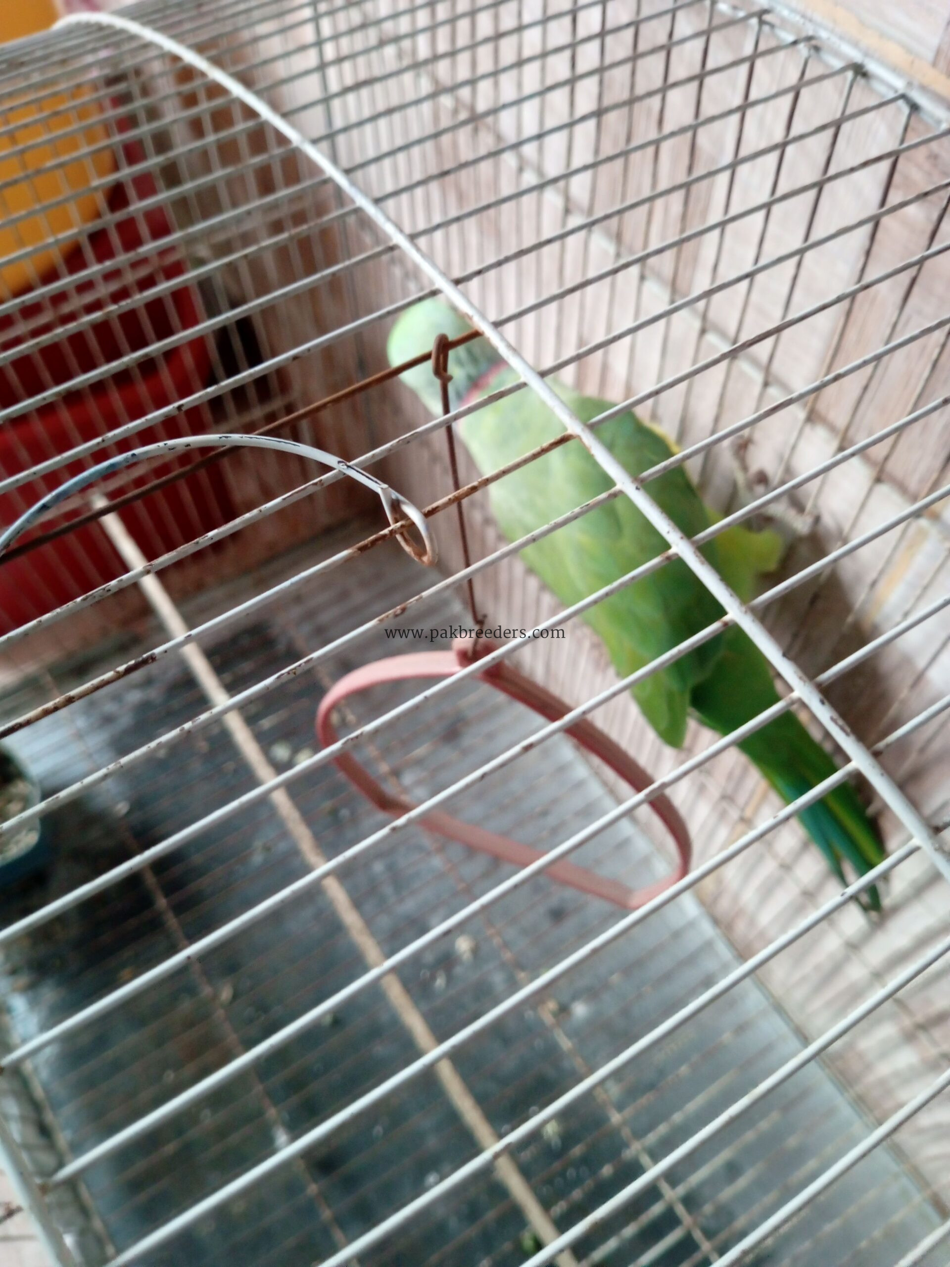 Ring neck breeder male for sale urgent contact 03156674244