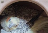 Beautiful breeder cocktail parrots pair