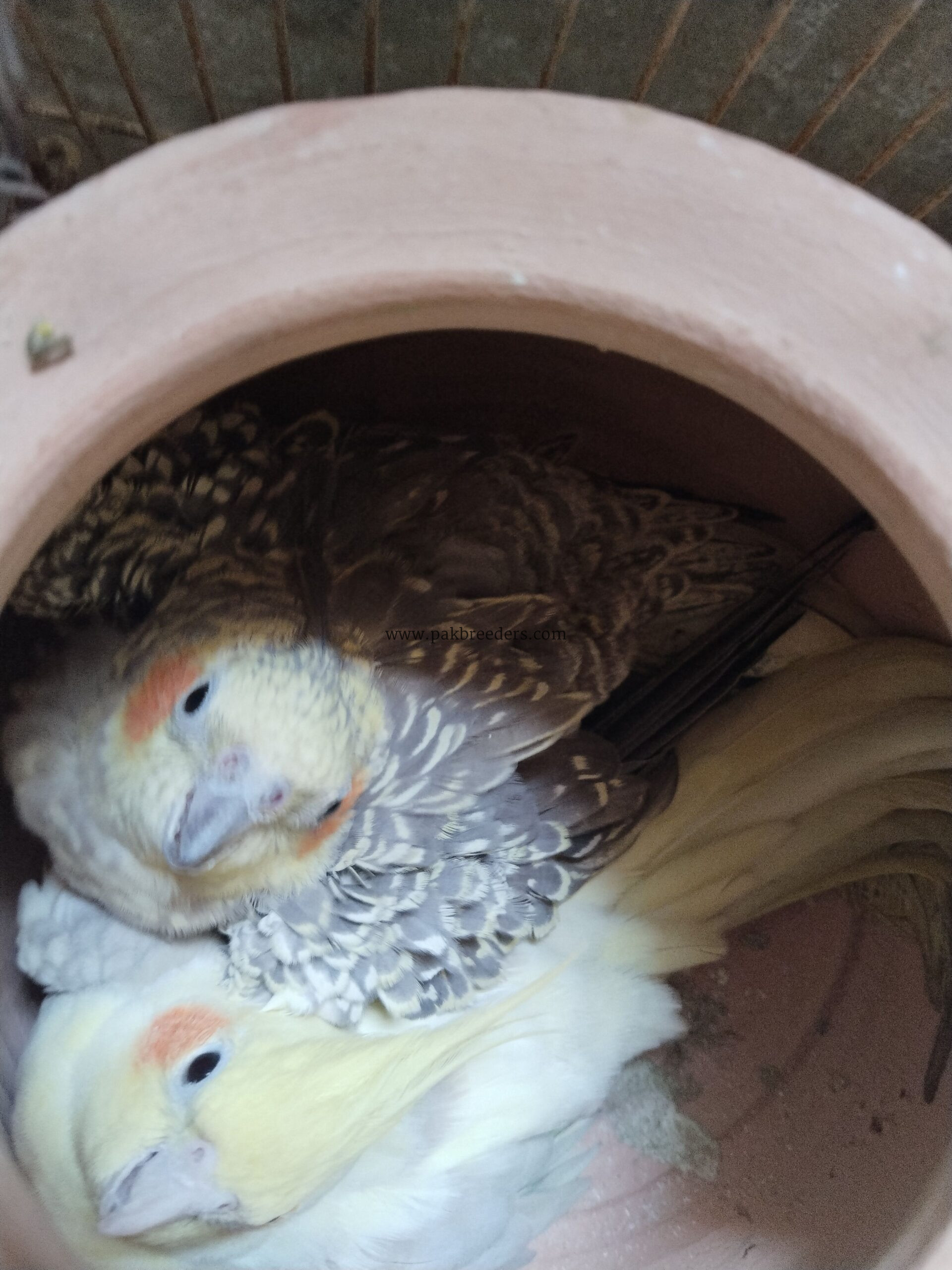 Beautiful breeder cocktail parrots pair