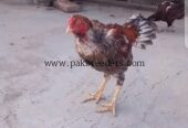 Aseel murgiyan 5 2 murgay all for sale