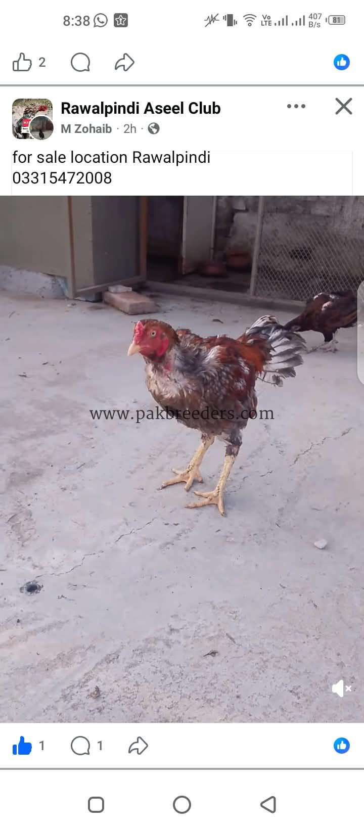Aseel murgiyan 5 2 murgay all for sale
