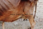 Cow for sale Location