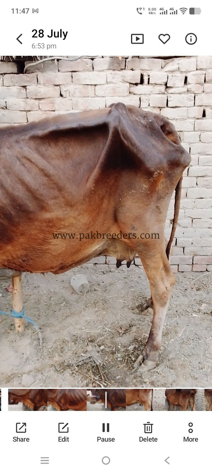 Cow for sale Location