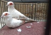 Red Pied Dove Wash Bloodline