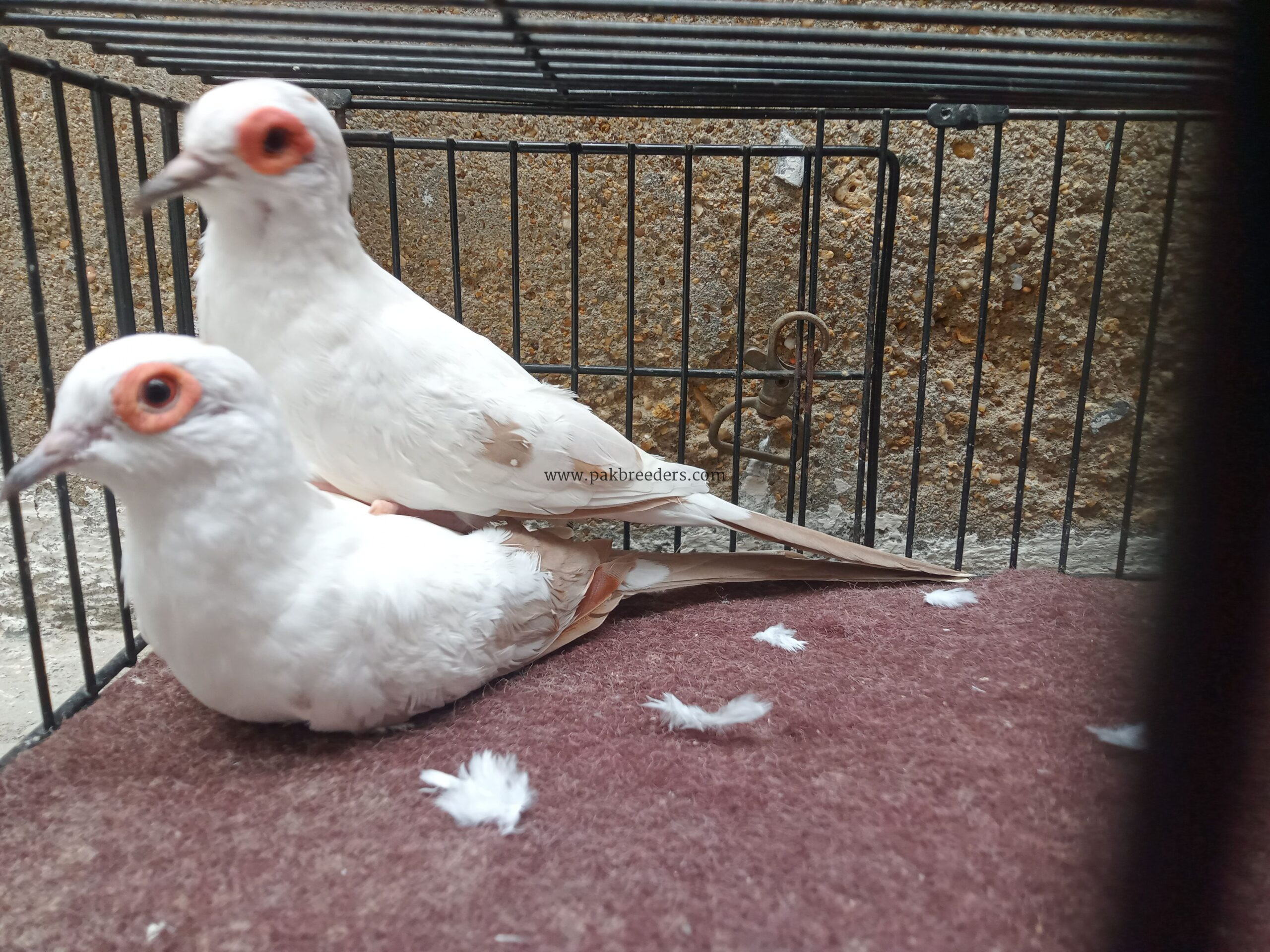 Red Pied Dove Wash Bloodline