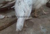 Aseel phulya pair for sale