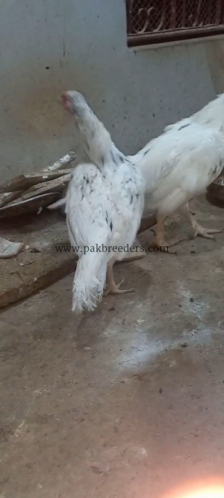 Aseel phulya pair for sale