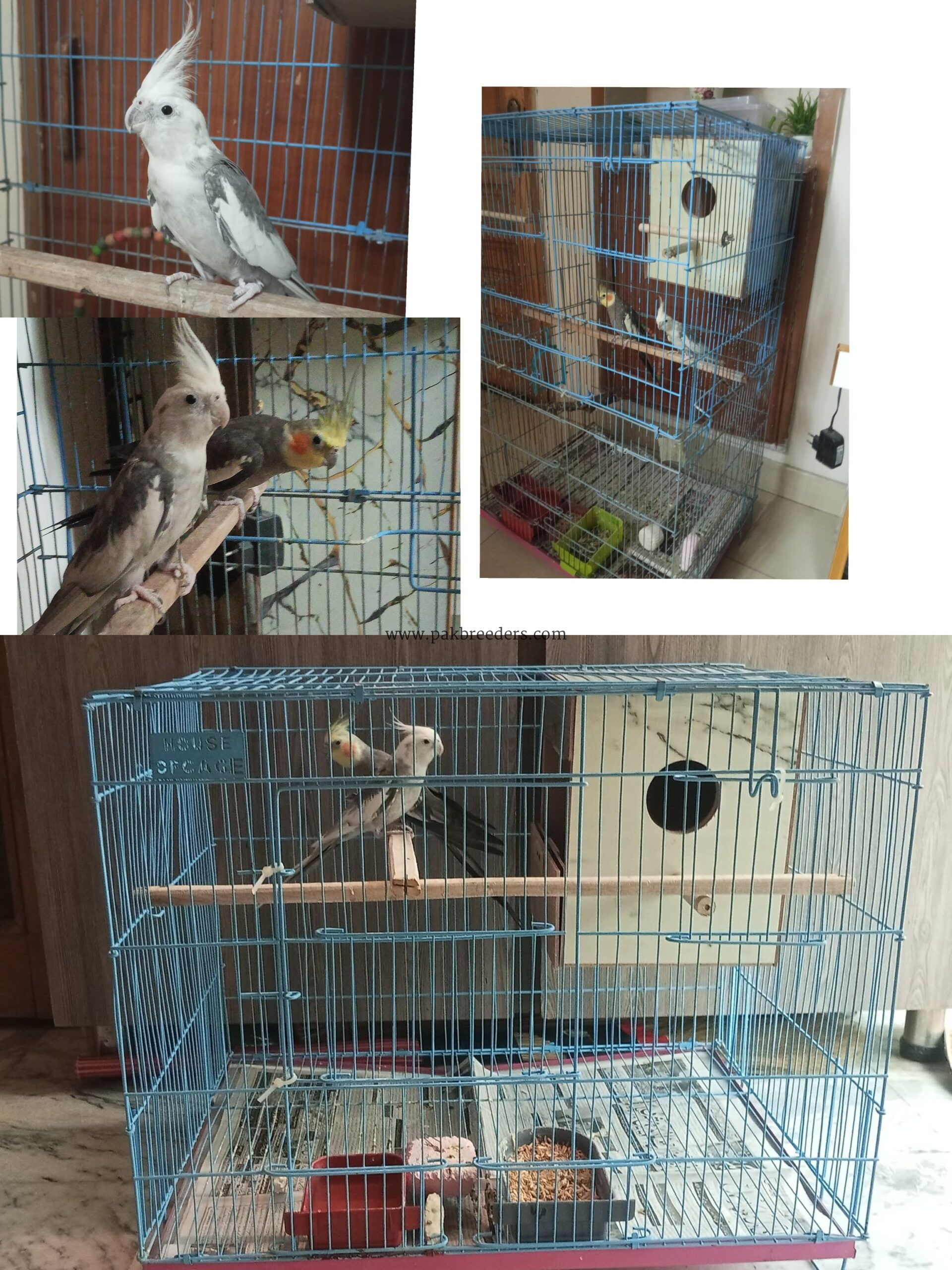 Breeding cocktail pair