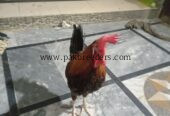 DESI HENS FOR SALE PATHAY