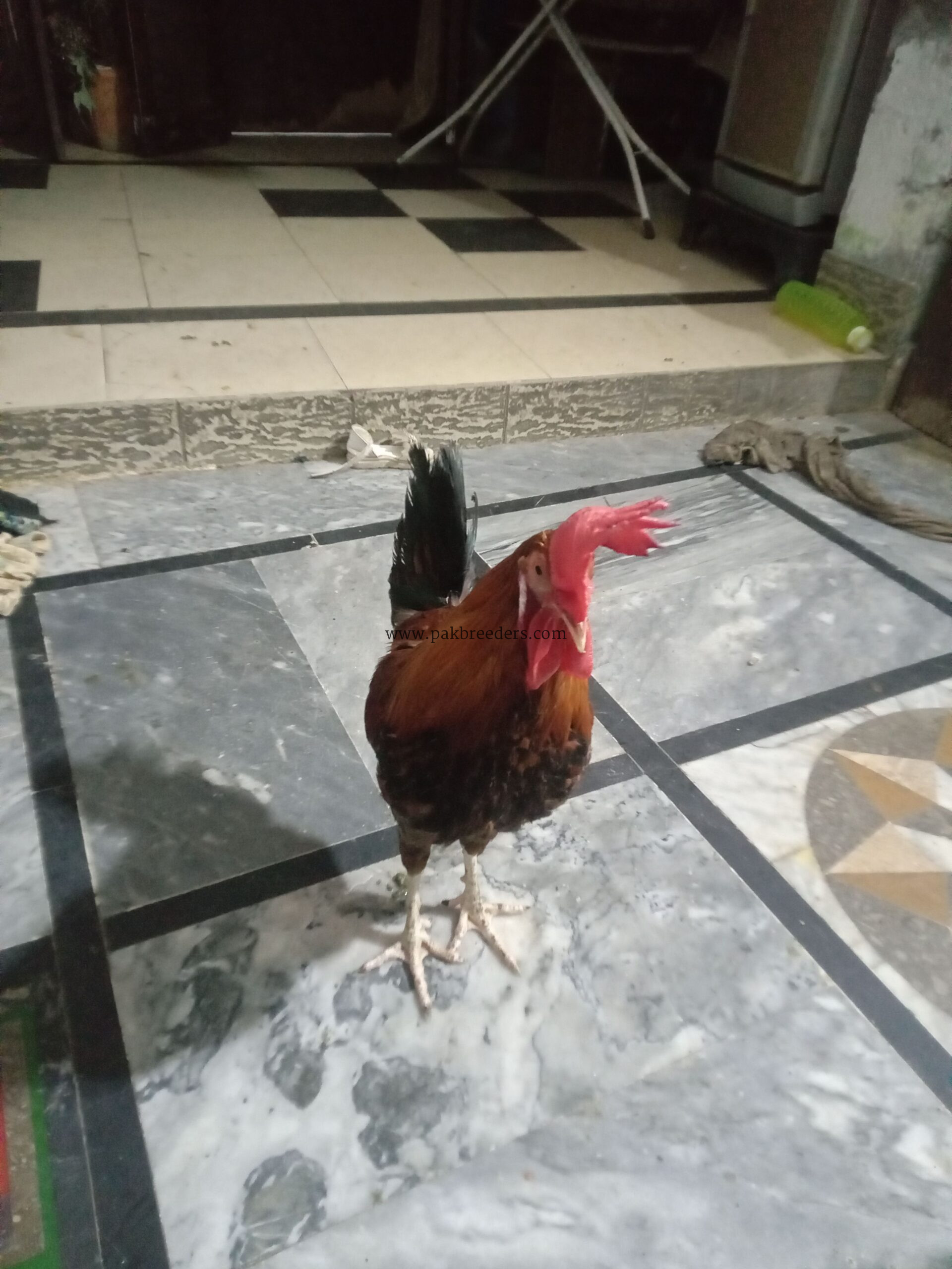 DESI HENS FOR SALE PATHAY