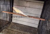 Cremio ring neck breder male