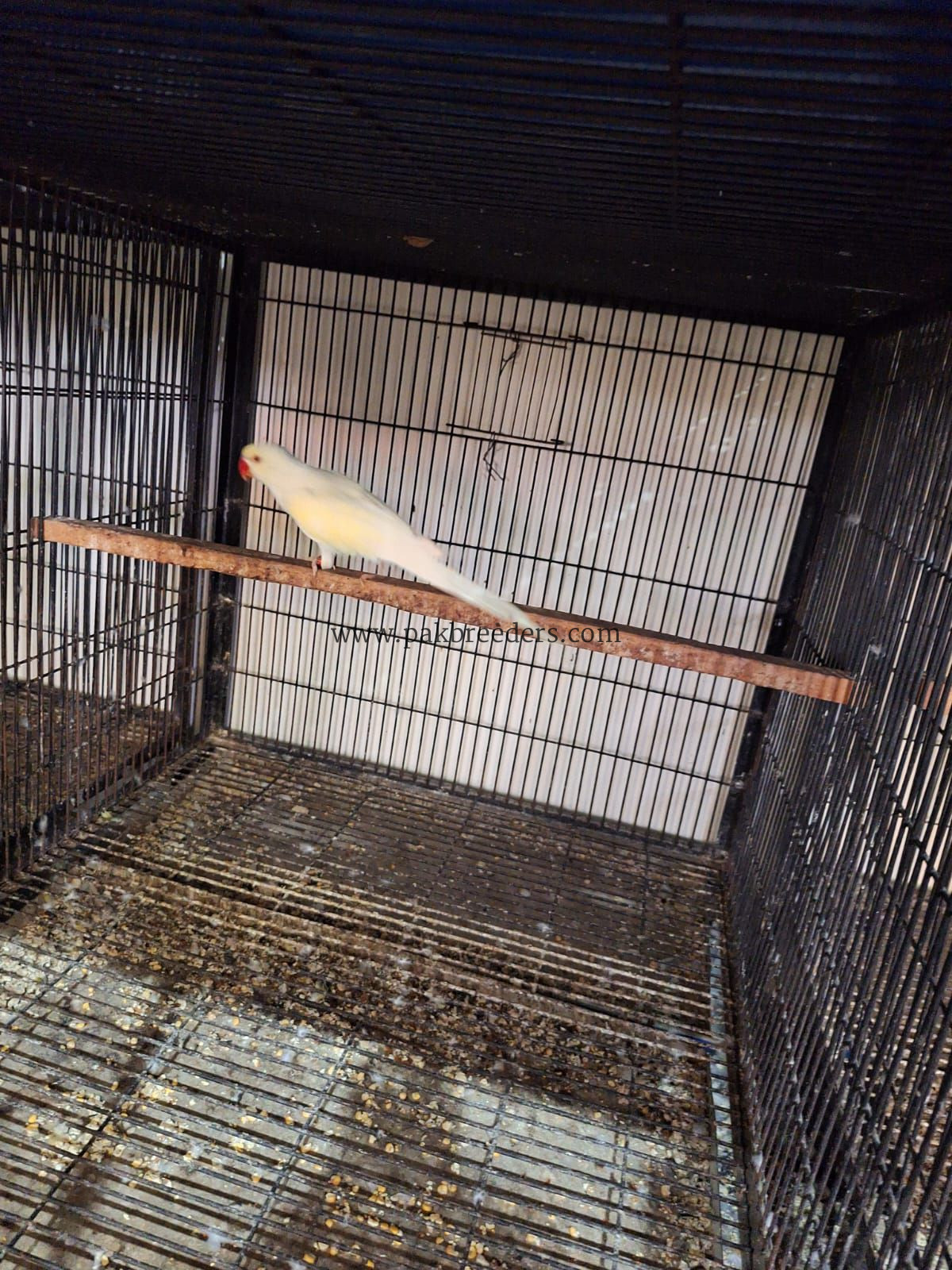 Cremio ring neck breder male