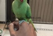 Ringbeck pair forsale one parrot hand tame