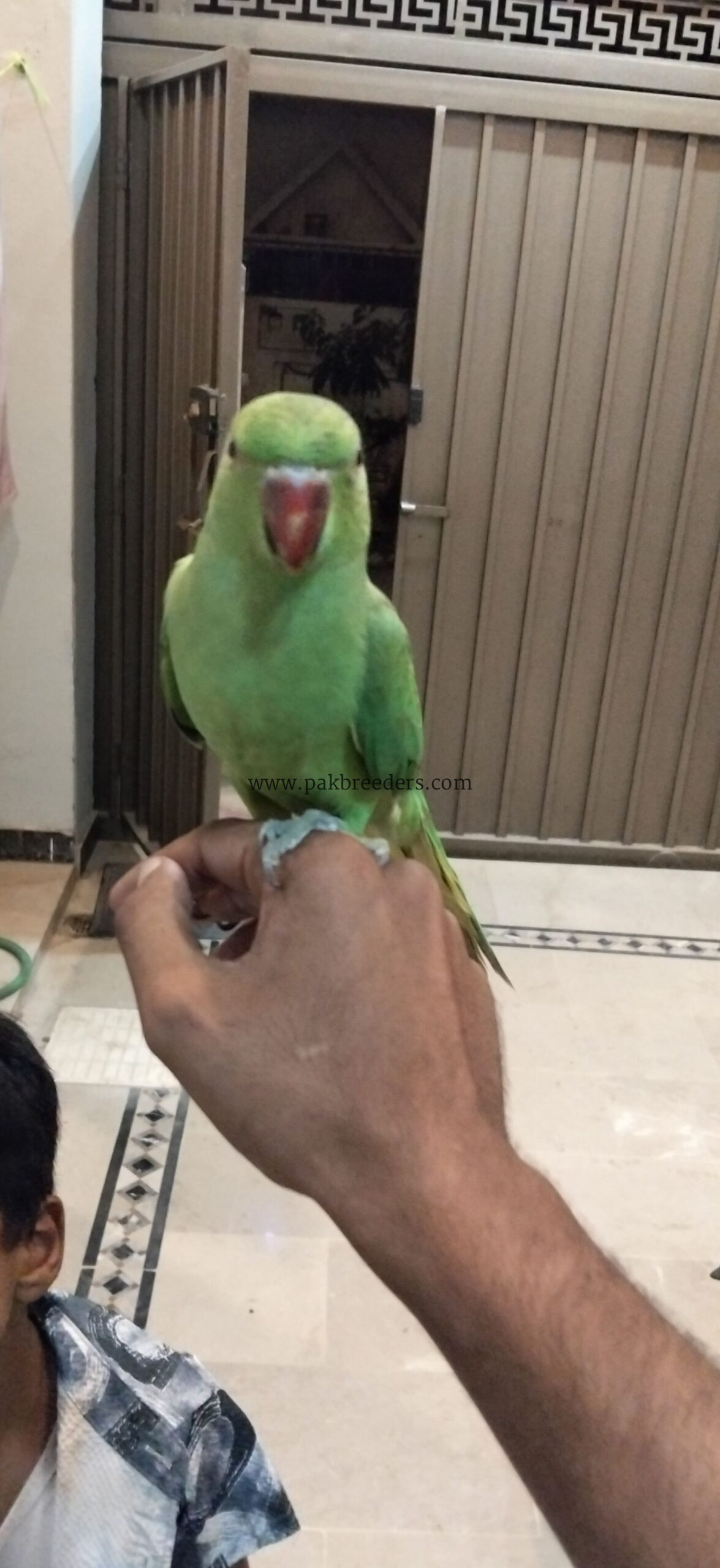 Ringbeck pair forsale one parrot hand tame