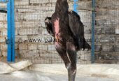 For sale black shamo