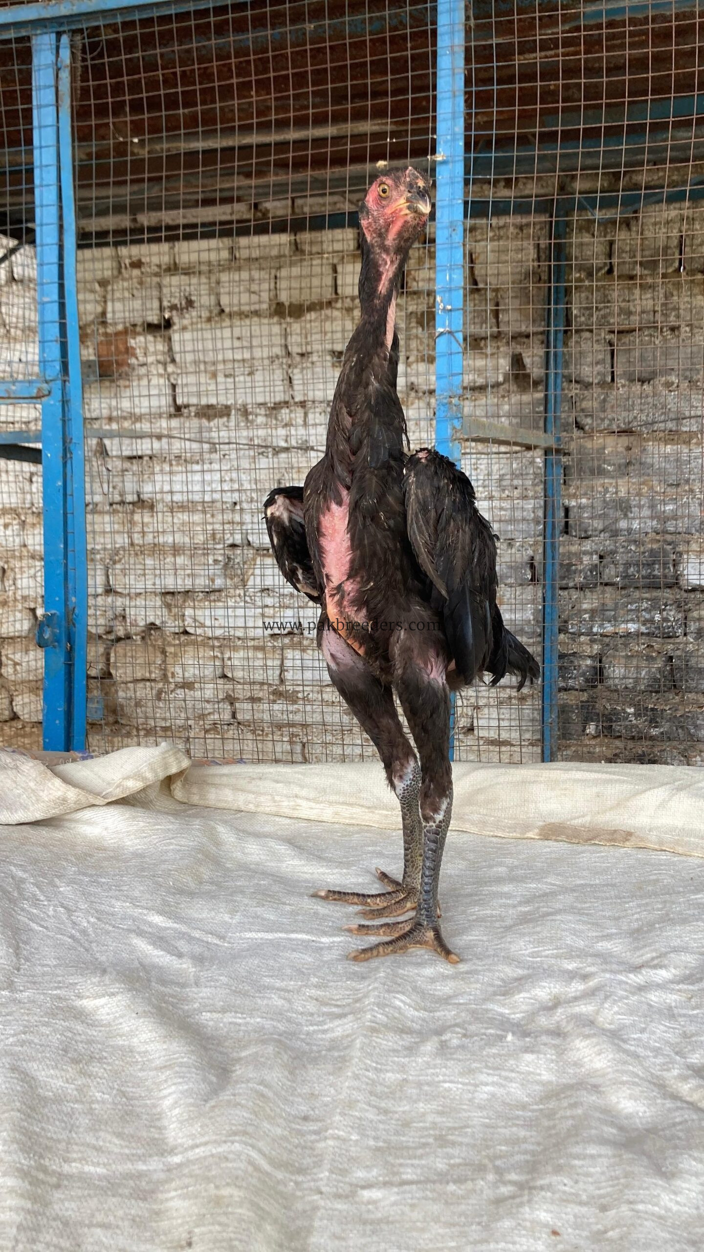 For sale black shamo