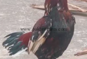 old BLOOD LINE MINYAWALI KHARI TAIL