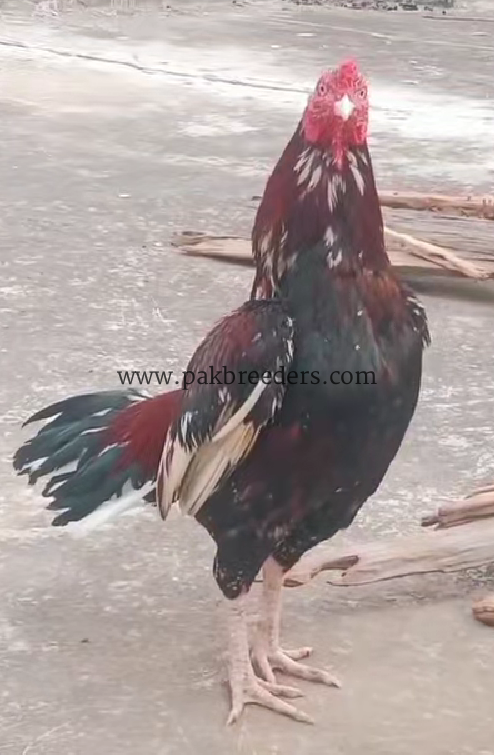 old BLOOD LINE MINYAWALI KHARI TAIL