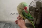 Kashmiri raw parrot ha hand tym