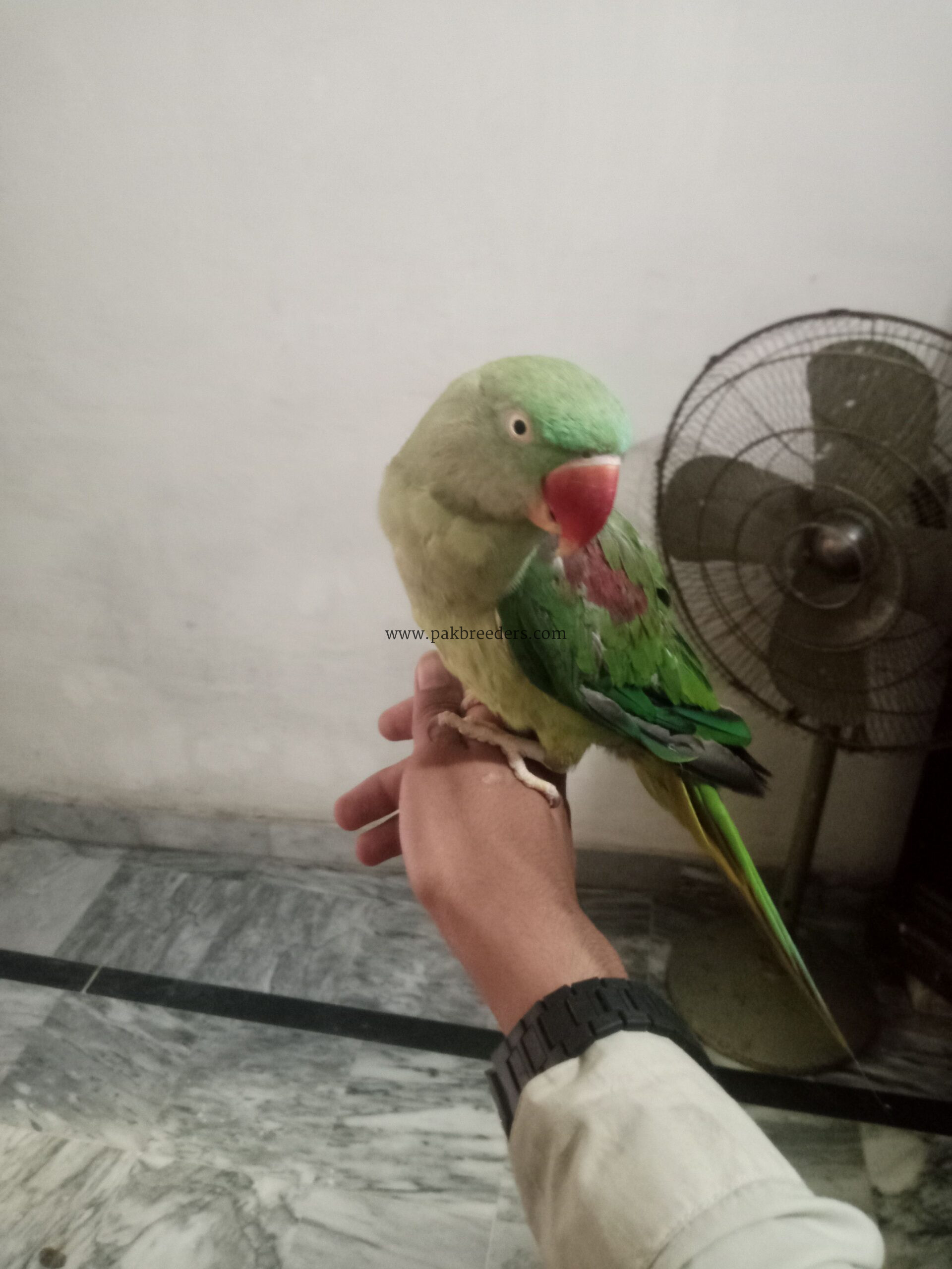 Kashmiri raw parrot ha hand tym