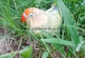 3 Color Available For Hand Tame Love Bird