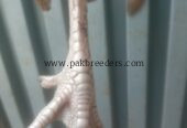 Best breeder seal hen contact number 03266809903