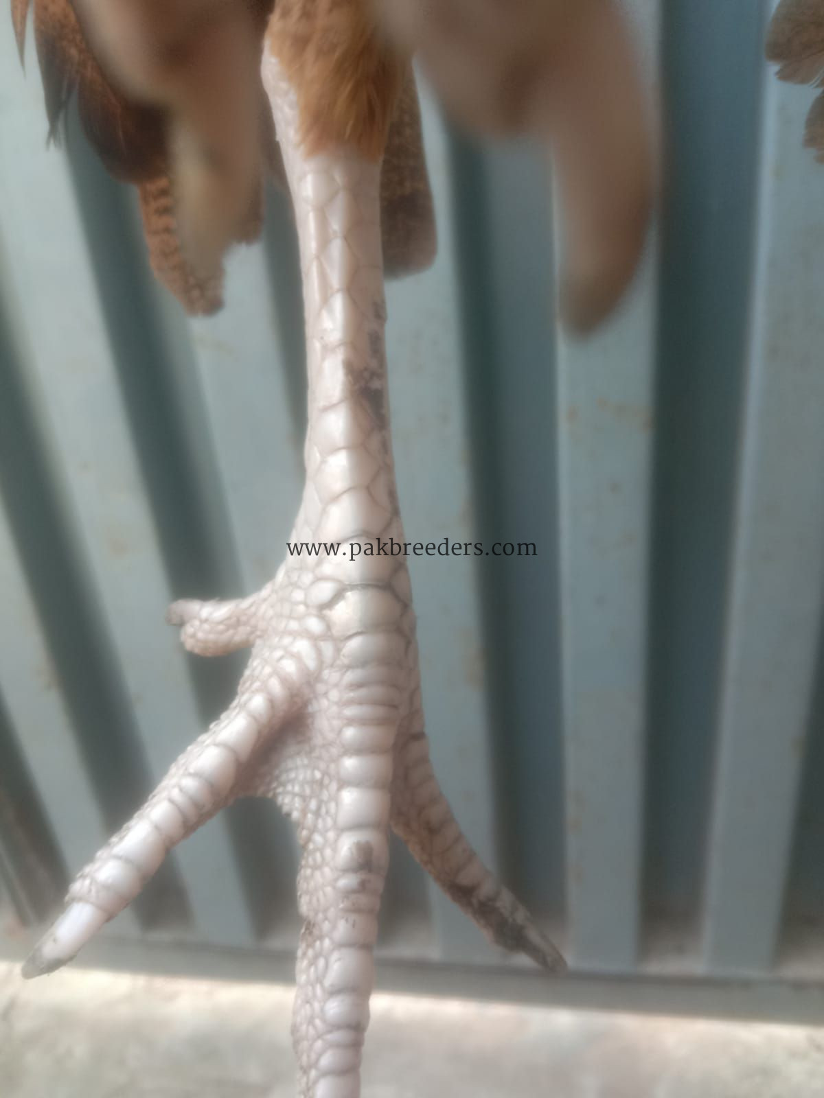 Best breeder seal hen contact number 03266809903